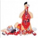 MODEL OF HUMAN TORSO FEMALE 85CMS WITH HARD ORGANS (19 PARTS)